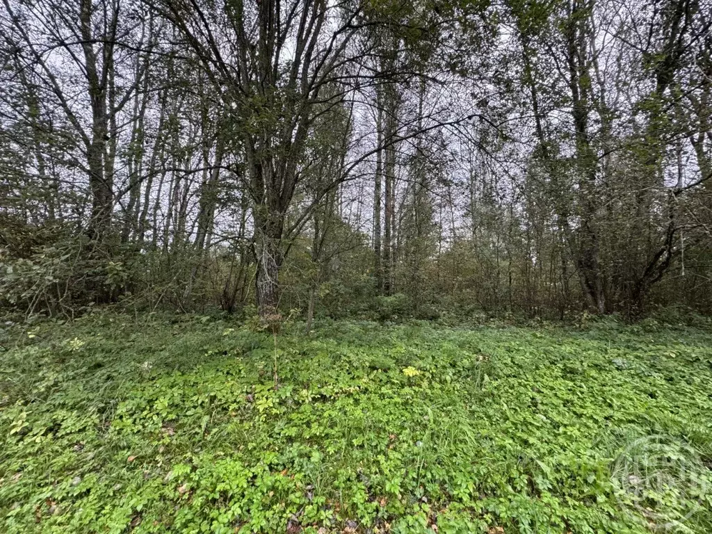 Участок в Ленинградская область, Лужский район, Заклинское с/пос, д. ... - Фото 2