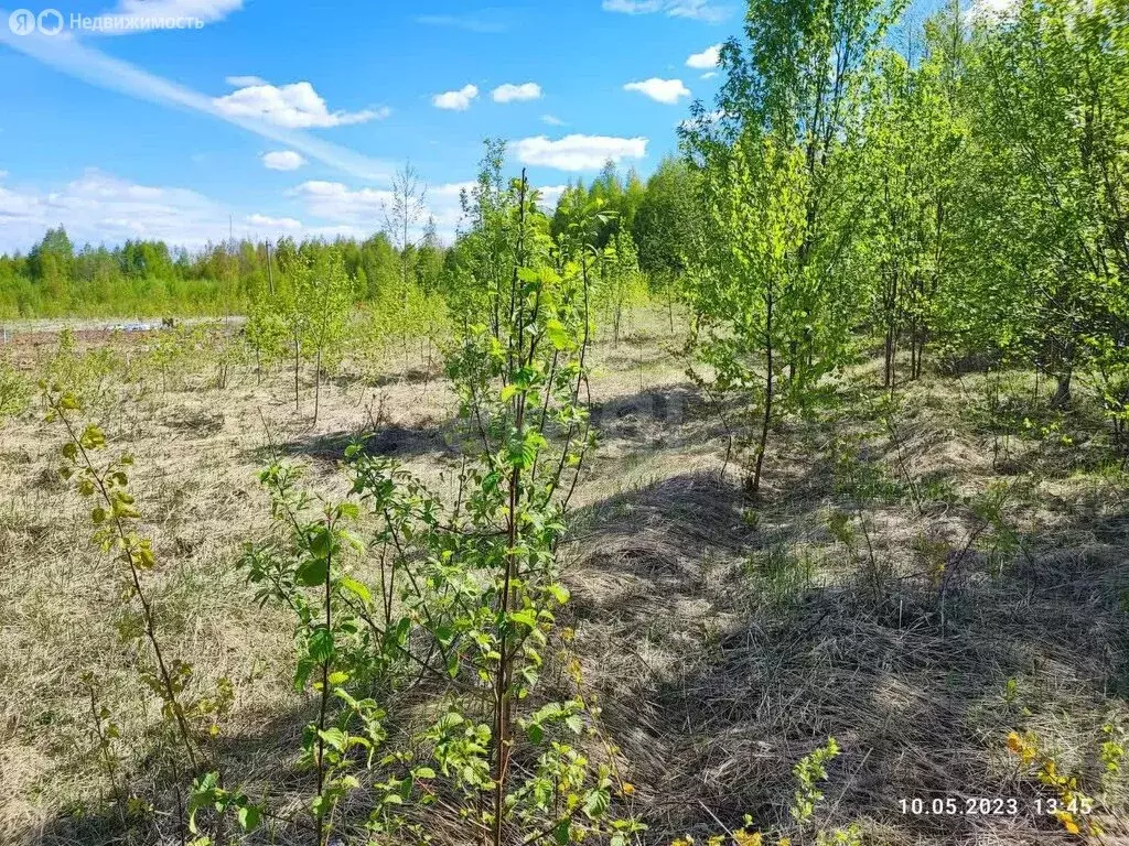Участок в Красносельский район, Сидоровское сельское поселение (1228 ... - Фото 1