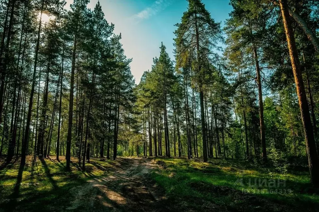Участок в Владимирская область, Александровский район, ... - Фото 0