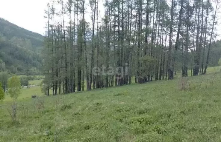 Участок в Шебалинский район, село Шебалино (50.4 м) - Фото 1