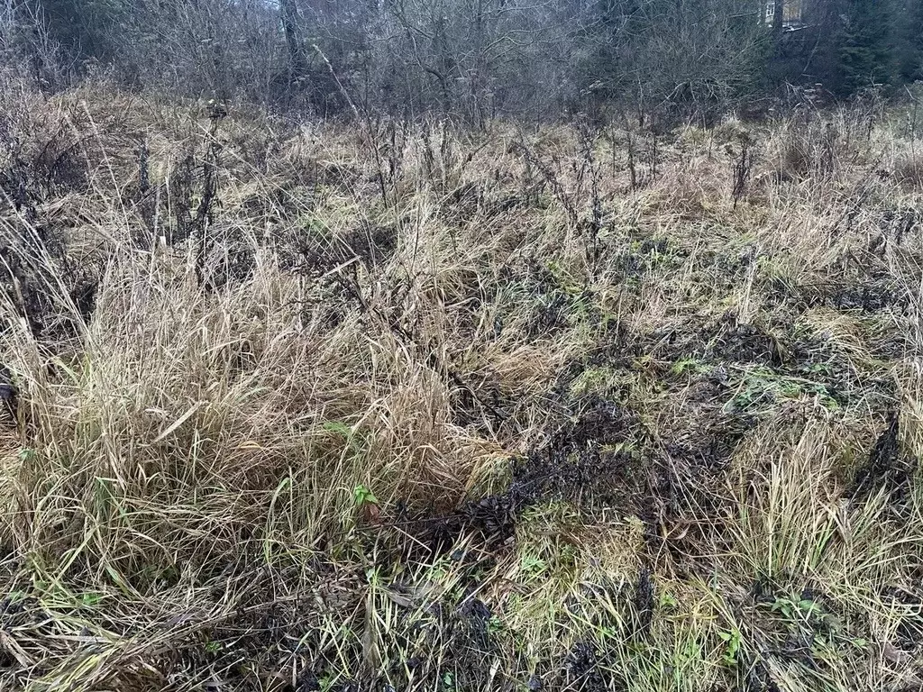 Участок в Московская область, Ступино городской округ, д. Калянино  ... - Фото 1