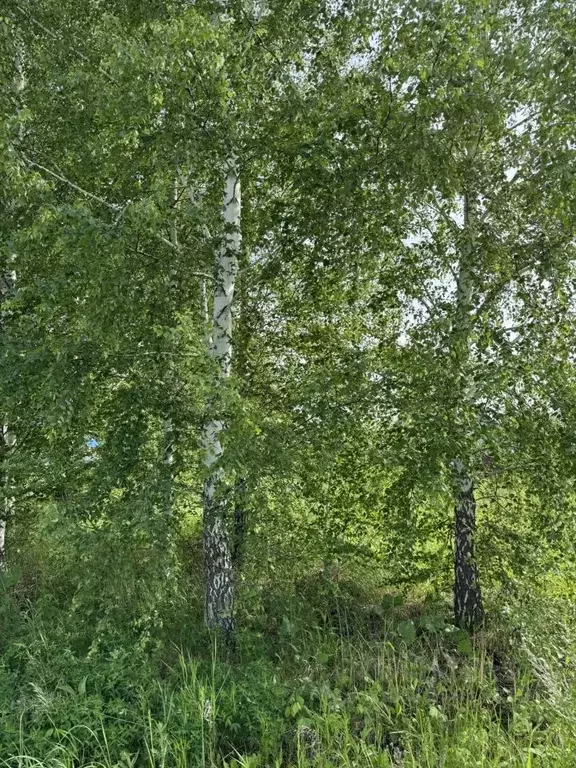 Участок в Башкортостан, Уфа Самишки ТСН,  (8.0 сот.) - Фото 2