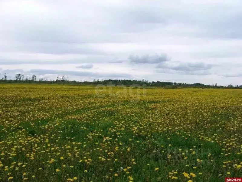 Участок в Кировская область, Кирово-Чепецкий район, Кстининское с/пос, ... - Фото 0