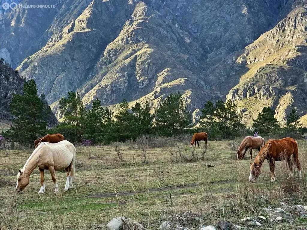 Участок в Чемальский район, село Еланда (11.1 м) - Фото 2