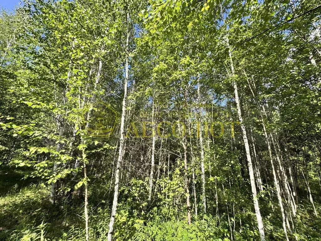 Участок 11 сот. (СНТ, ДНП) - Фото 0