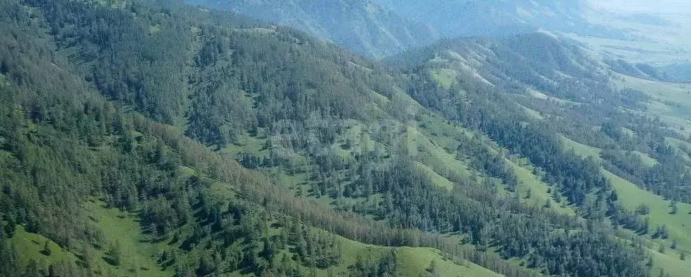 Участок в Алтай, Усть-Коксинский район, с. Усть-Кокса  (95900.0 сот.) - Фото 0