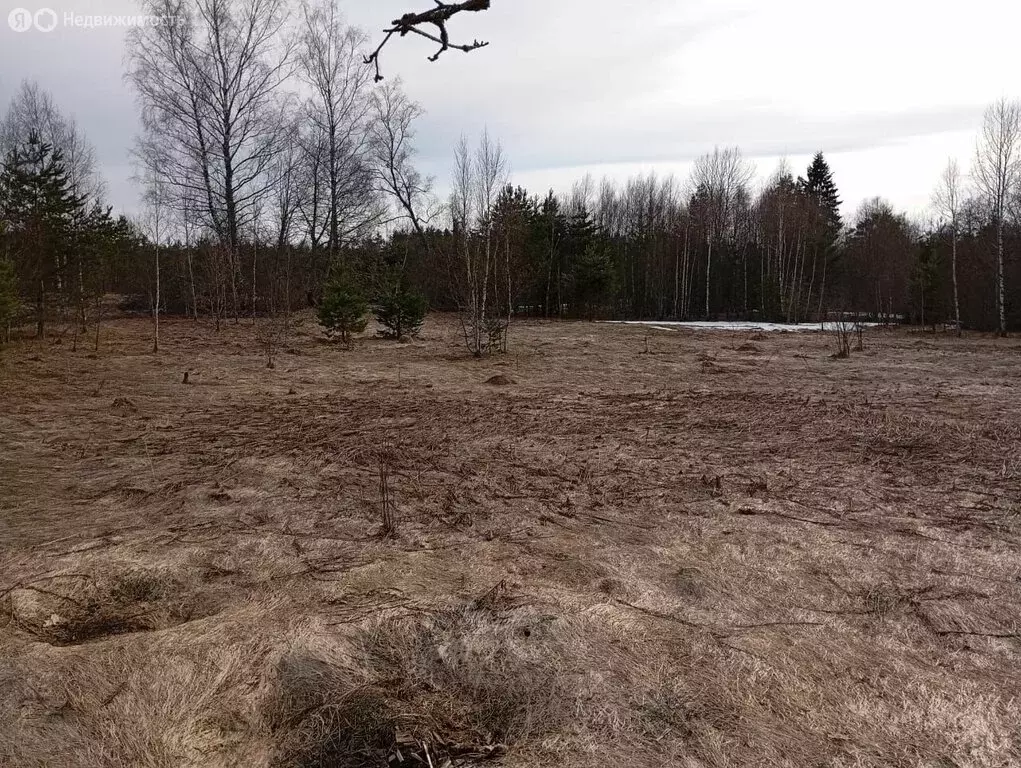 Участок в Пустошкинский район, Забельская волость, деревня Кстово (150 ... - Фото 0