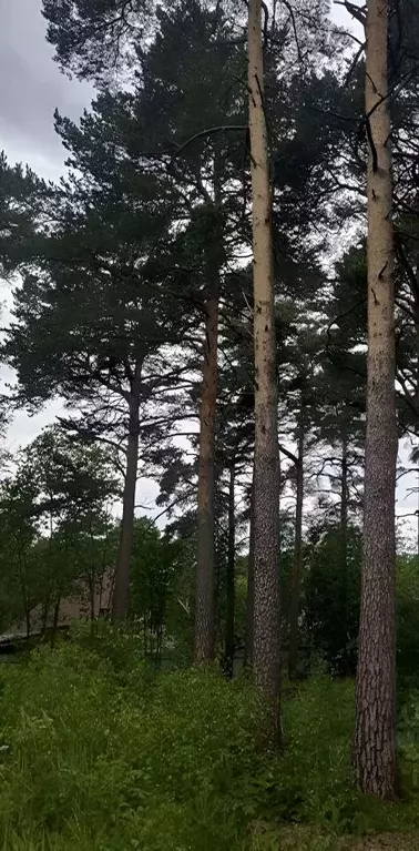 Участок в Ленинградская область, Ломоносовский район, Лебяженское ... - Фото 0