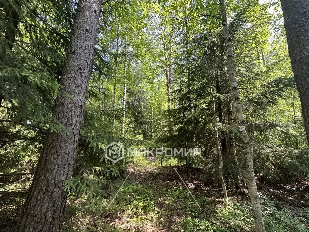 Участок в Ленинградская область, Выборгский район, Рощинское городское ... - Фото 1