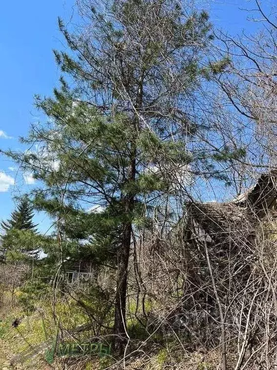 Участок в Приморский край, Надеждинский район, Наука № 1 СНТ  (18.24 ... - Фото 0