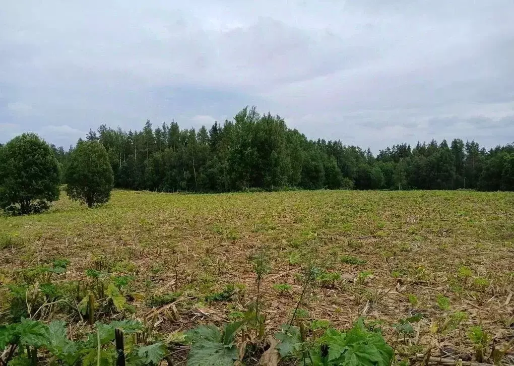 Участок в Ленинградская область, Выборгский район, Рощинское городское ... - Фото 2