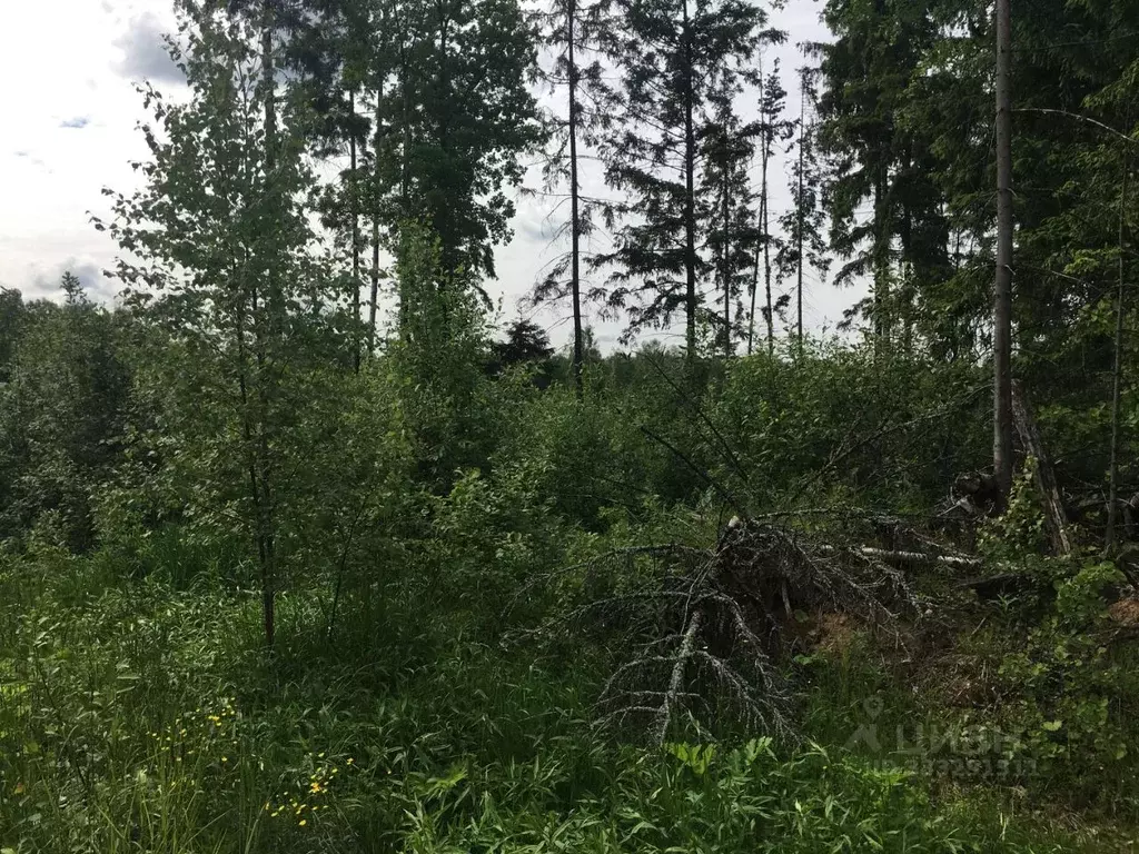 Участок в Московская область, Пушкинский городской округ, д. Могильцы  ... - Фото 1