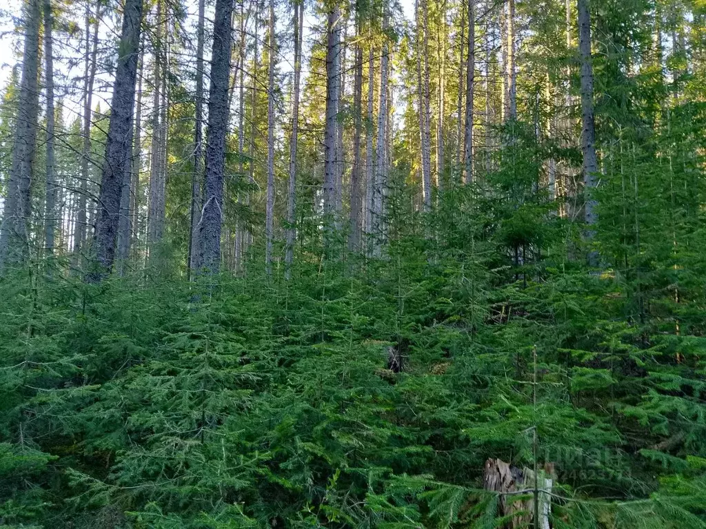 Участок в Пермский край, Ильинский муниципальный округ  (40.0 сот.) - Фото 1