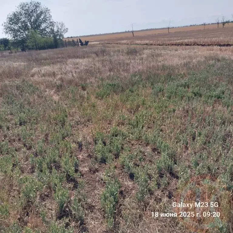 Участок в Крым, Черноморский район, с. Новоивановка  (4.0 сот.) - Фото 2