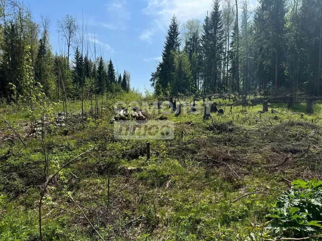 Участок в Пермский край, Березники ул. Семейная (14.85 сот.) - Фото 1