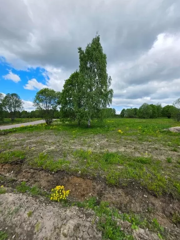 Участок в Ленинградская область, Выборгский район, Рощинское городское ... - Фото 1