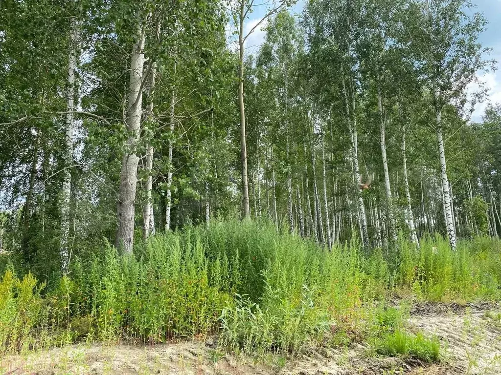 Участок 4 сот. (СНТ, ДНП) - Фото 0