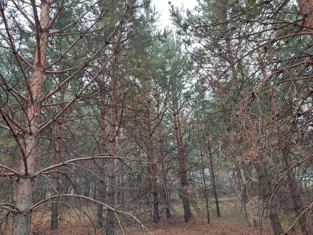 Участок в Свердловская область, Сысертский городской округ, д. Ключи  ... - Фото 1