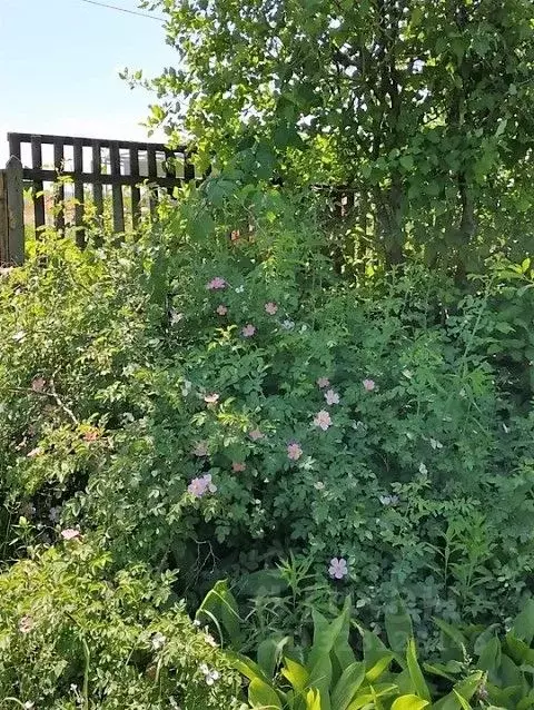 Дом в Самарская область, Самара Железнодорожник СТ, 24-й массив,  (25 ... - Фото 1