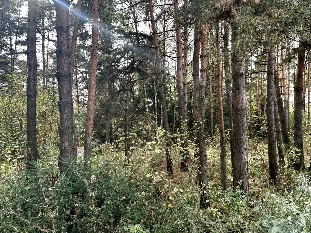 Участок в Московская область, Одинцовский городской округ А-106, 27-й ... - Фото 2