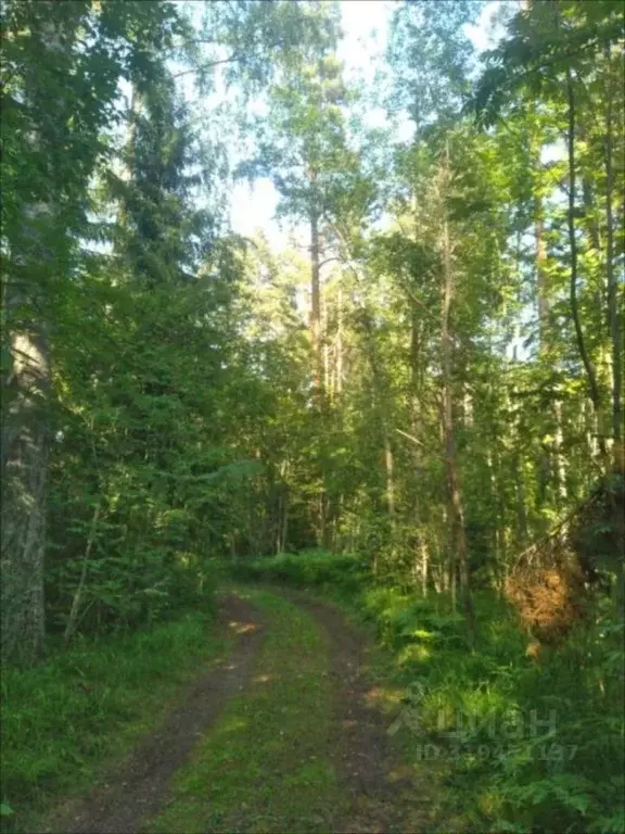 Участок в Ленинградская область, Приозерский район, Ларионовское ... - Фото 2