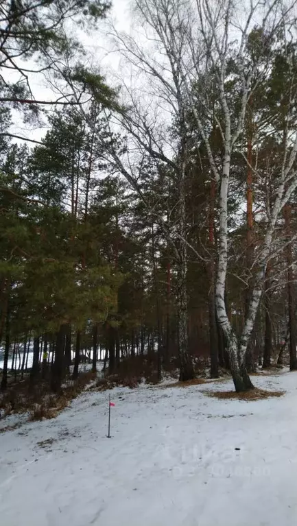 Участок в Алтай, Чемальский район, Элекмонарское с/пос  (54.39 сот.) - Фото 2