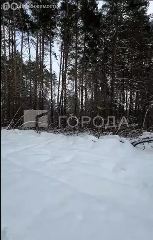 Участок в Новосибирский район, село Барышево (8.68 м) - Фото 1