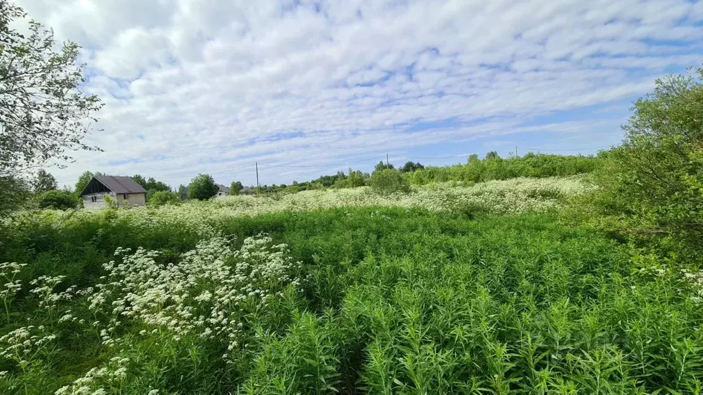 Участок в Карелия, Олонецкий район, д. Коткозеро ул. Степаннаволок ... - Фото 1