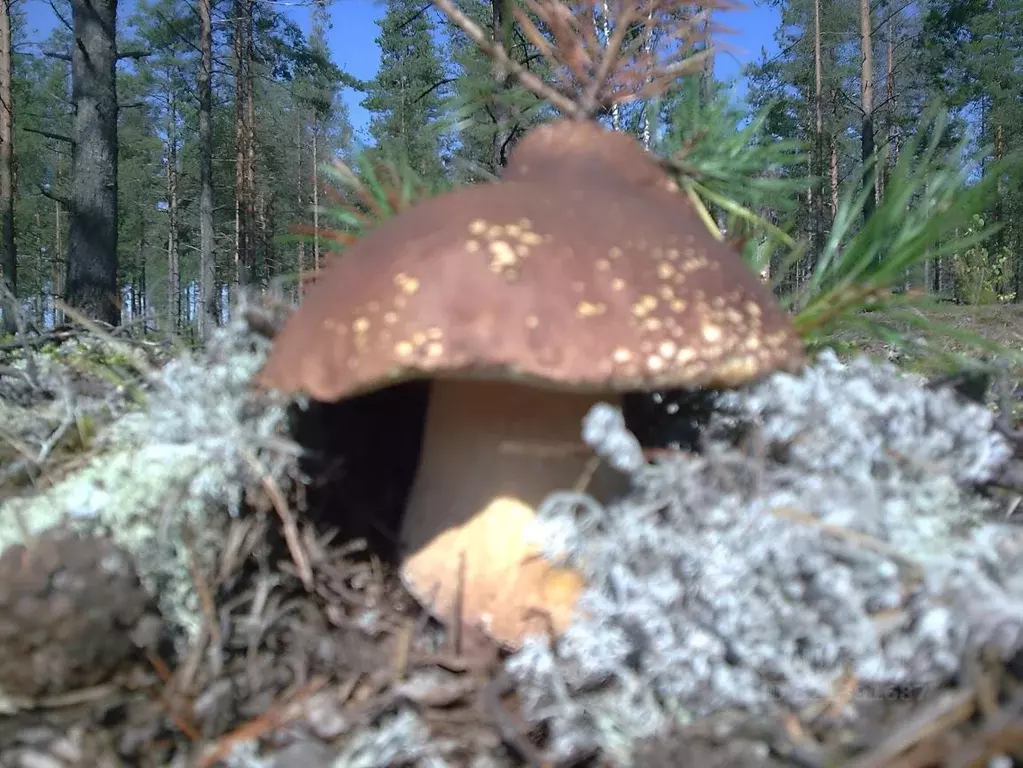 Участок в Ленинградская область, Ломоносовский район, Пениковское ... - Фото 1