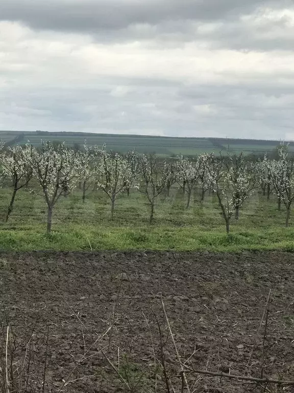 Участок 6500 га (СНТ, ДНП) - Фото 1