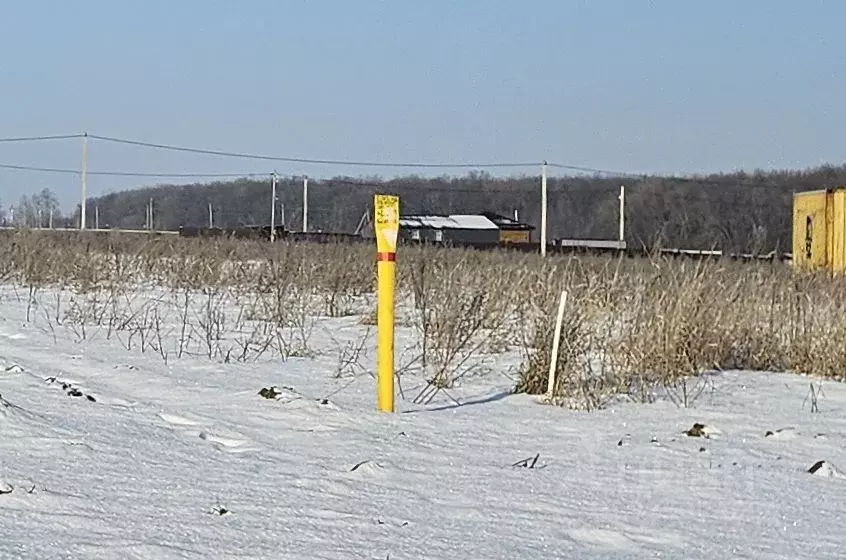 Участок в Воронежская область, Рамонский район, Новоживотинновское ... - Фото 2