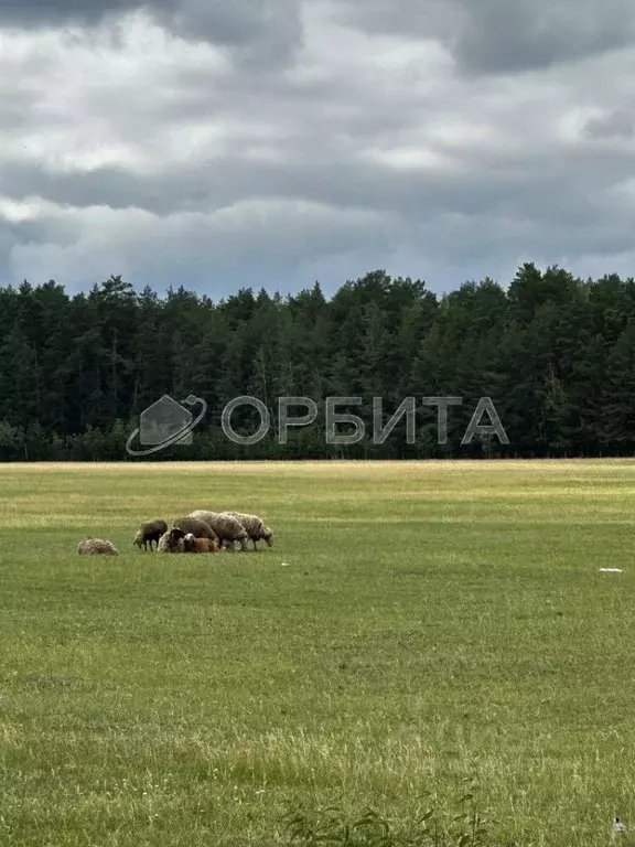 Участок в Тюменская область, Тюменский район, д. Черная Речка  (7.0 ... - Фото 0