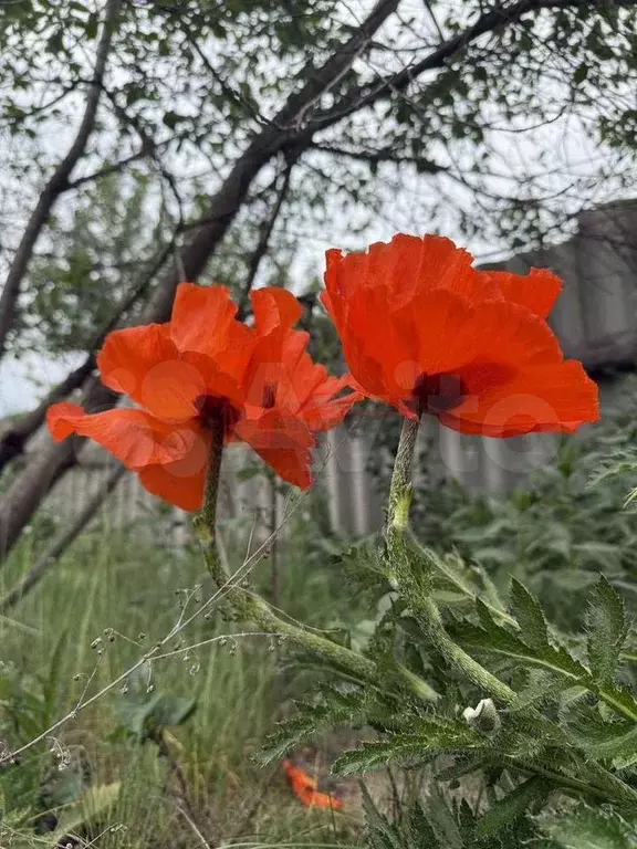 Дом 73 м на участке 37 сот. - Фото 0