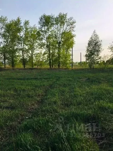 Участок в Алтайский край, Павловский район, Силикатчик СНТ 36 (9.06 ... - Фото 1