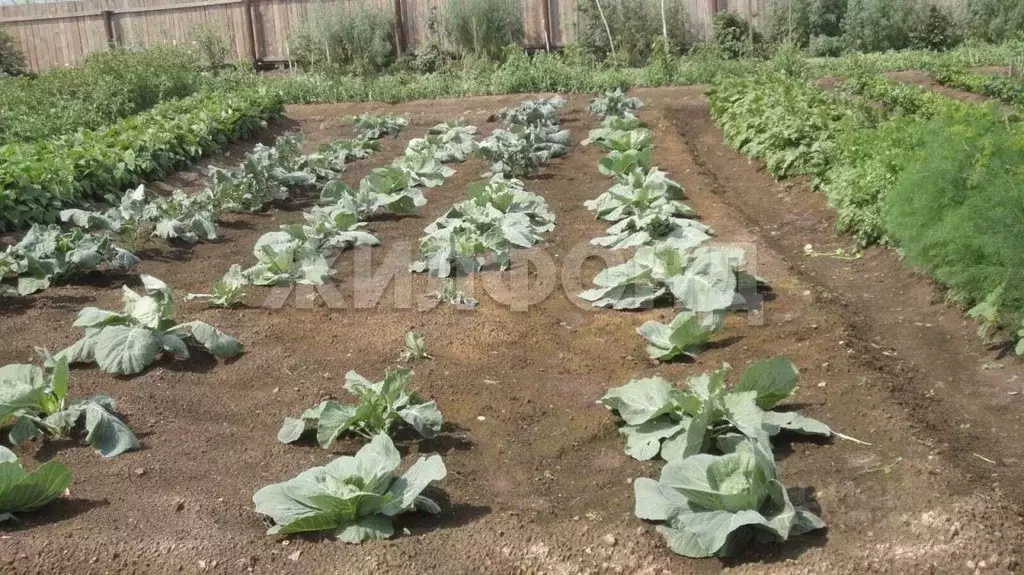 Участок в Новосибирская область, Ордынский район, с. Чингис ул. ... - Фото 2