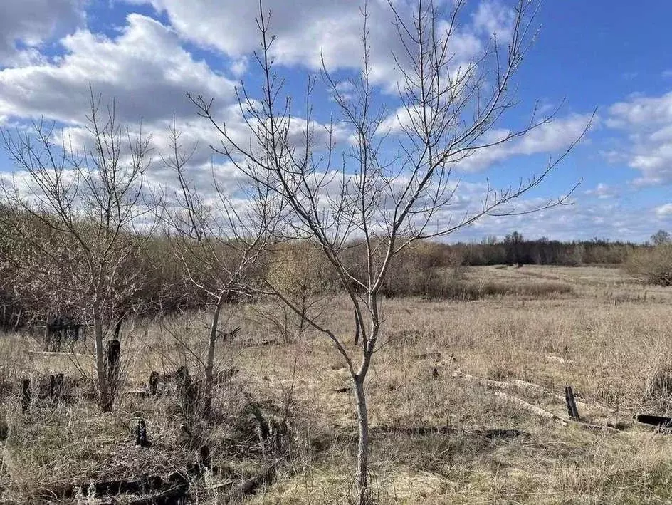 Участок в Оренбургская область, Бузулукский район, Колтубанский ... - Фото 1
