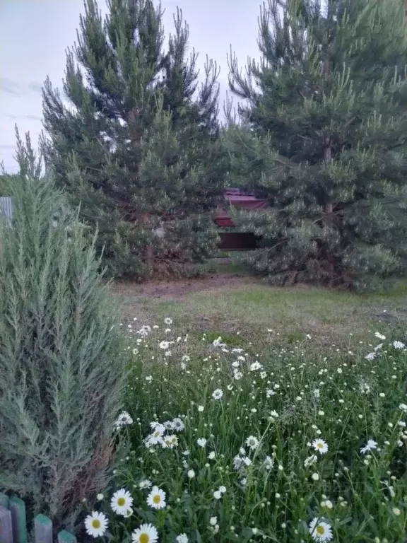 Дом в Омская область, Омский район муниципальный округ, Шинник СНТ  ... - Фото 2