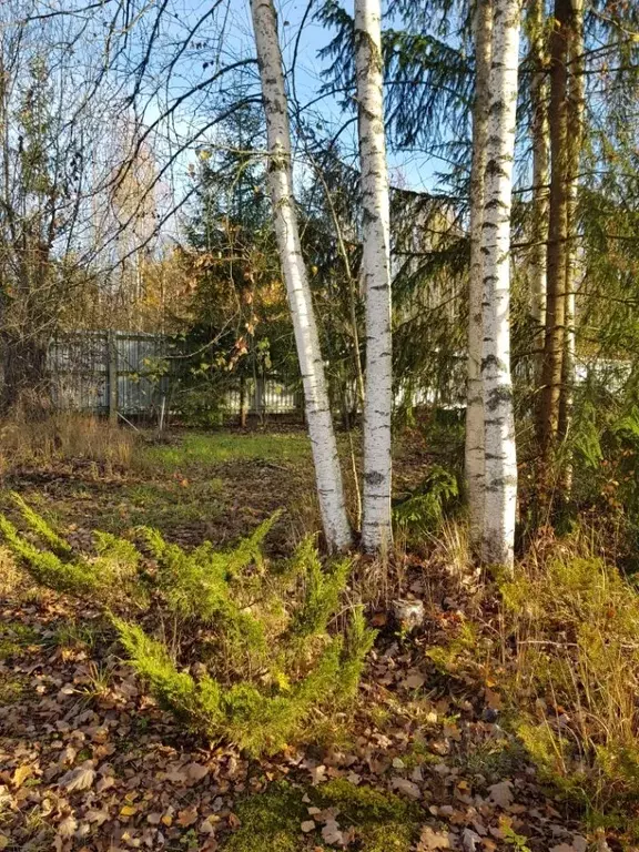 Участок в Ленинградская область, Тосненский район, Трубникоборское ... - Фото 0