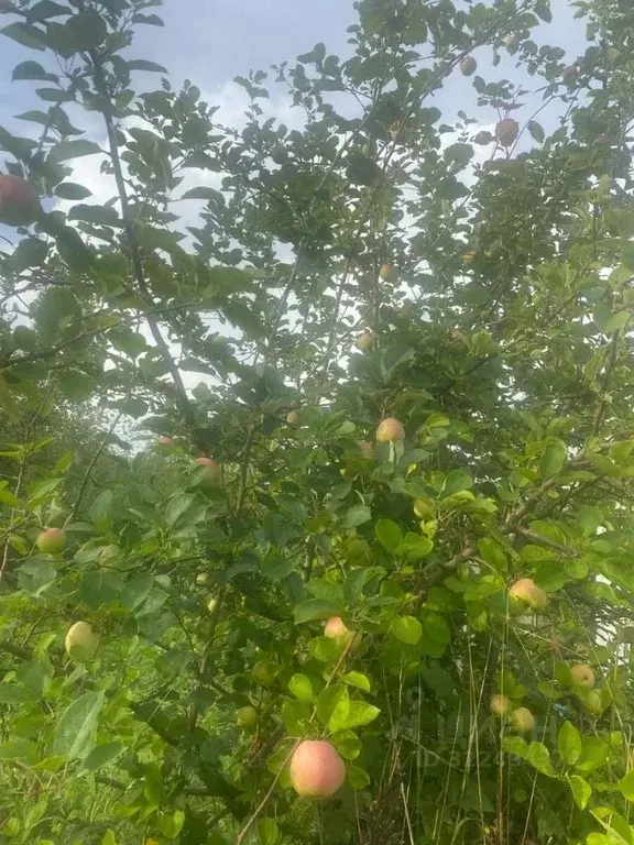 Участок в Санкт-Петербург Старо-Паново исторический район, ул. ... - Фото 1