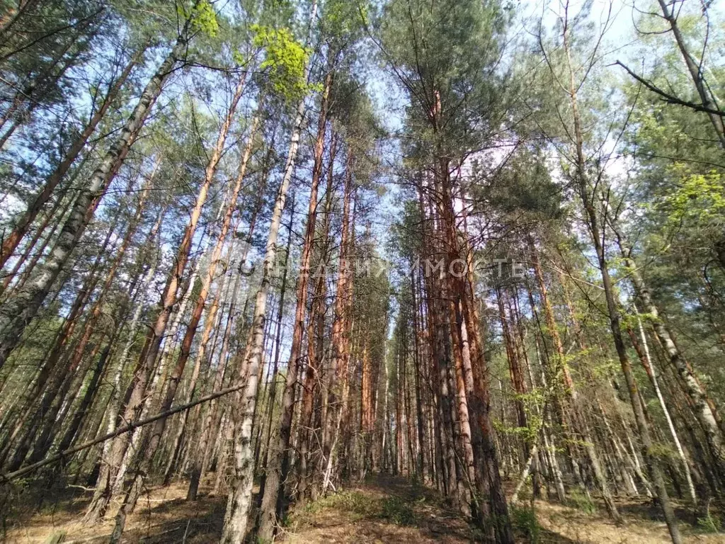 Участок в Рязанская область, Рязанский район, Мурминское с/пос, Юпитер ... - Фото 0