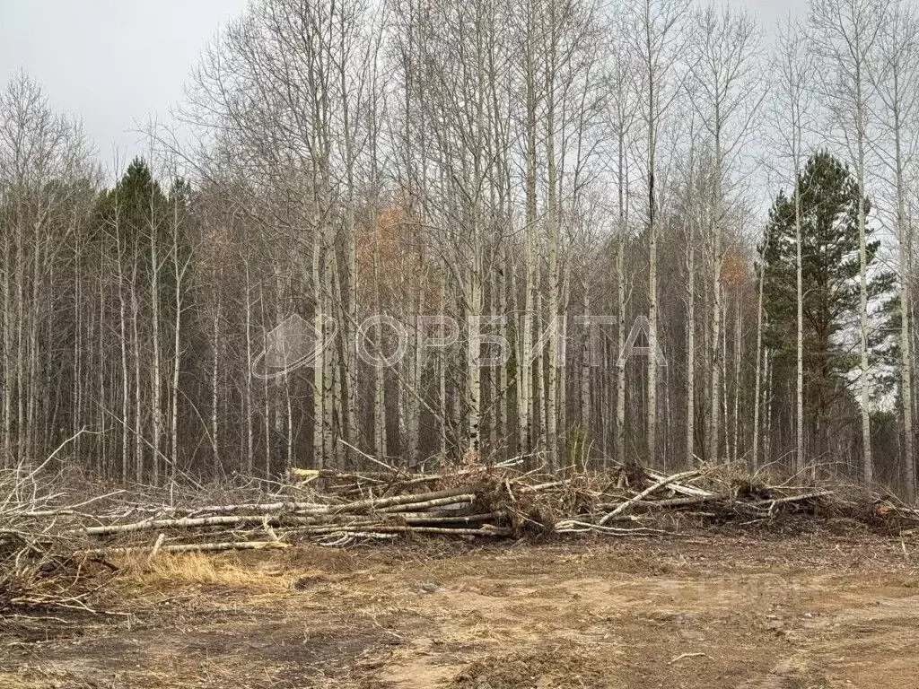 Участок в Тюменская область, Нижнетавдинский район, Душевное садовое ... - Фото 1