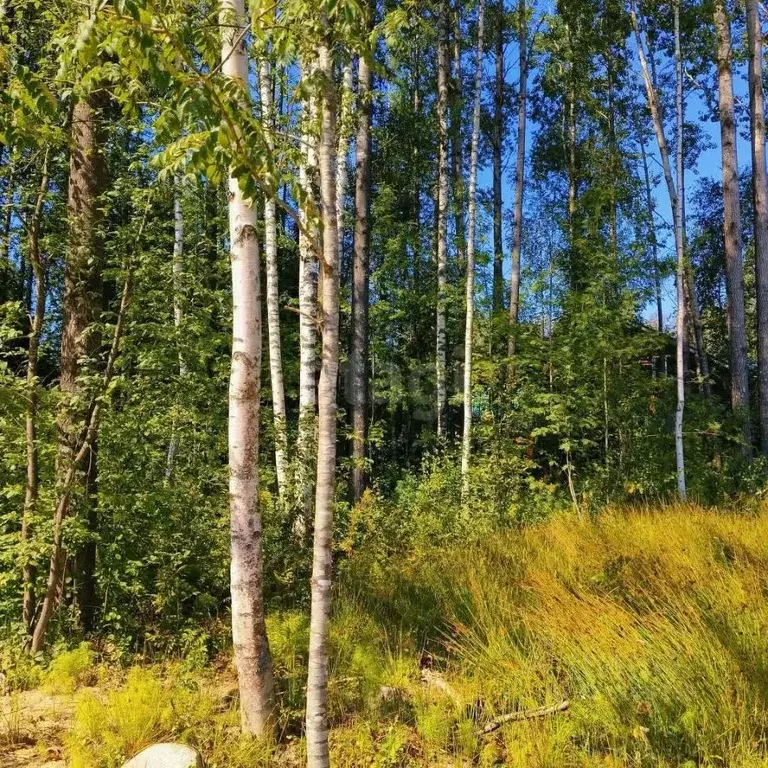 Участок в Ленинградская область, Выборгский район, Первомайское с/пос, ... - Фото 1