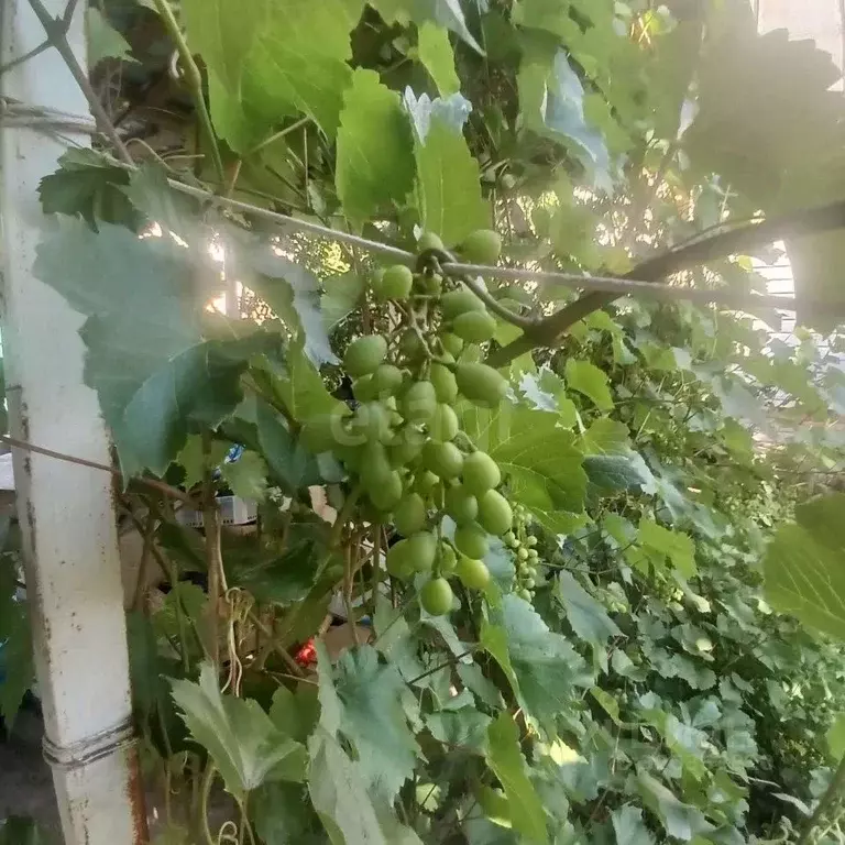 Дом в Саратовская область, Энгельсский район, Терновское муниципальное ... - Фото 1