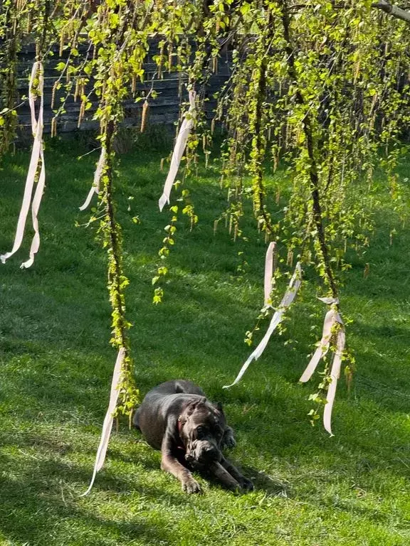 Дом в Тульская область, Заокский район, Малаховское с/пос, Рождествено ... - Фото 1
