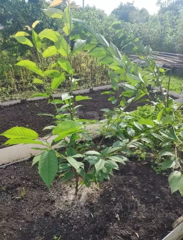 Участок в Вологодская область, Вологда Парус садоводческое ... - Фото 1