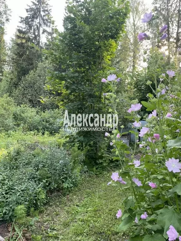 Дом в Выборг, улица Согласия, 74 (20 м) - Фото 0