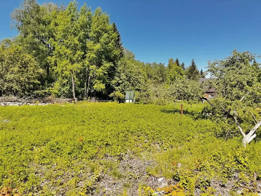 Участок в Ленинградская область, Всеволожский район, Морозовское ... - Фото 1