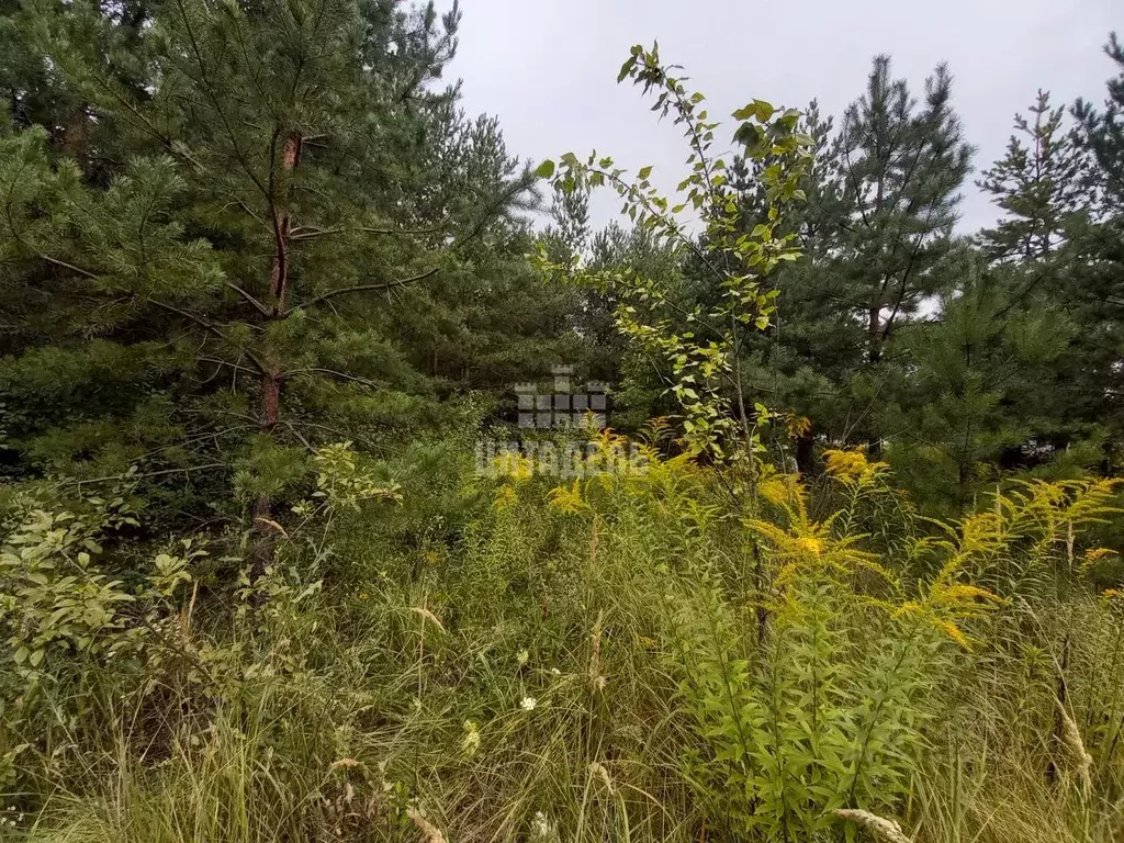 Участок в Воронежская область, Рамонский район, Новоживотинновское ... - Фото 2