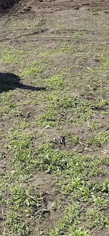 Участок в Карачаево-Черкесия, Черкесск Березовая ул., 11 (6.0 сот.) - Фото 1