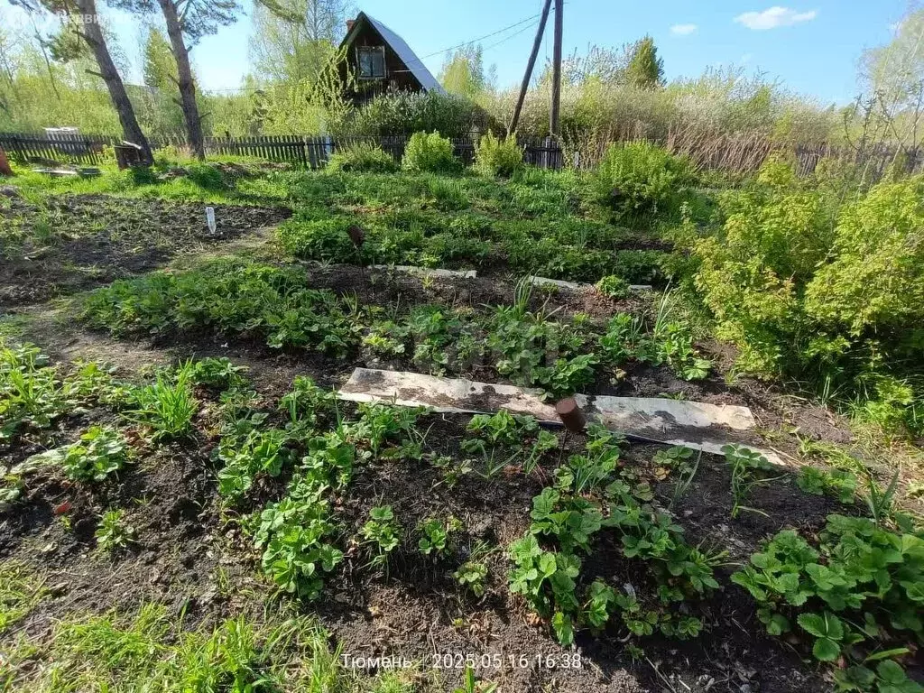 Дом в Тюменский район, СНТ Дружба, Болотная улица (45 м) - Фото 1